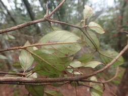 Image of Rhododendron breviperulatum Hayata