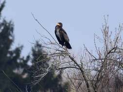 Imagem de Phalacrocorax carbo (Linnaeus 1758)