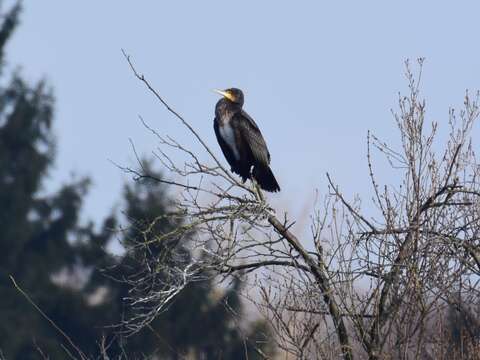 Imagem de Phalacrocorax carbo (Linnaeus 1758)