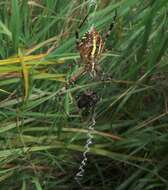 Image of Barbary Spider