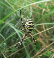 Image of Barbary Spider