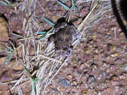 Image of Sclerophrys latifrons (Boulenger 1900)