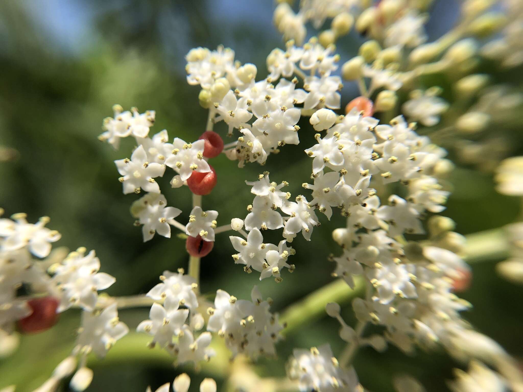 Image of Sambucus javanica Reinw. ex Bl.