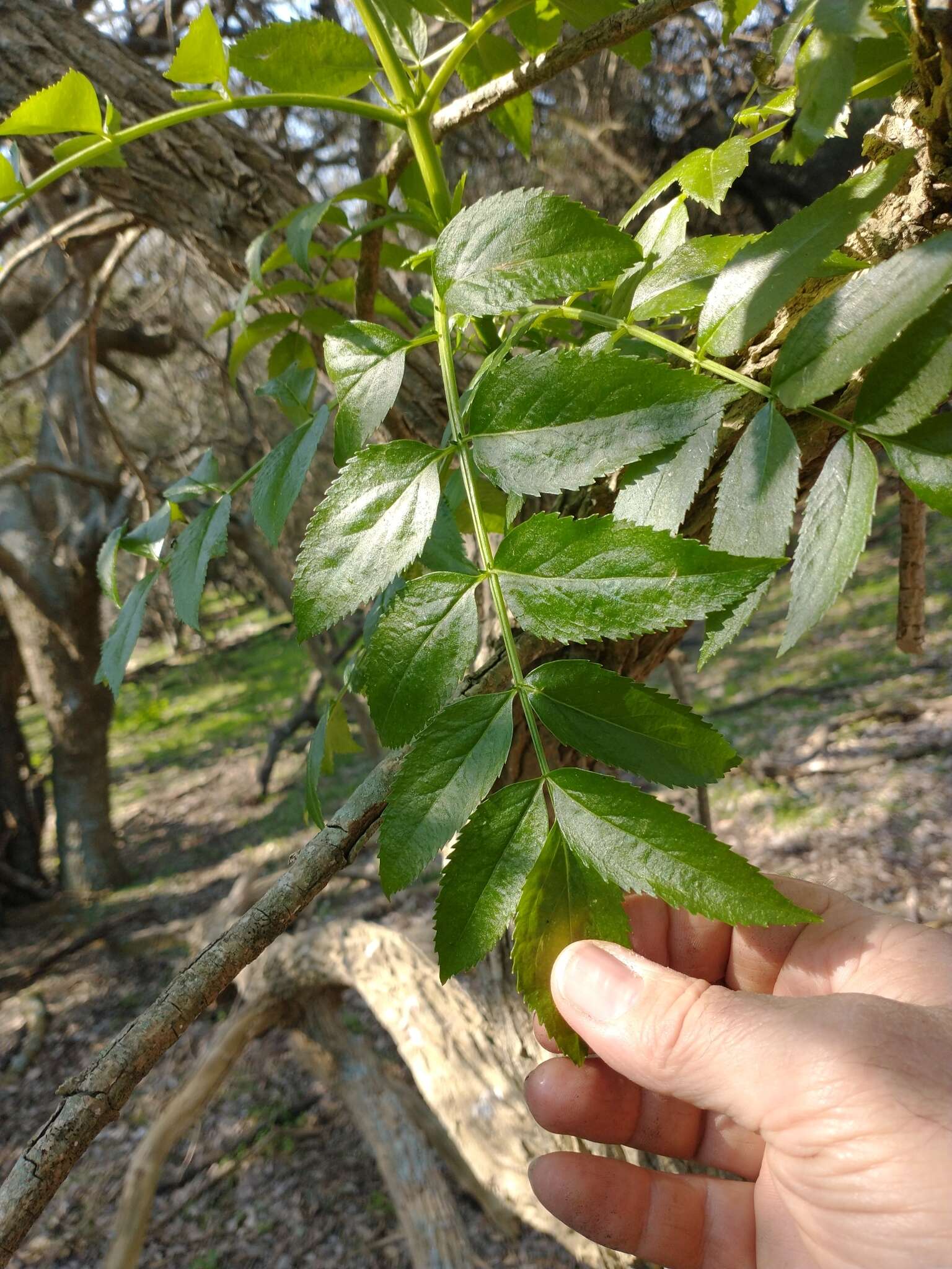 Image of Sambucus australis Cham. & Schltdl.