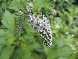 صورة Lysimachia clethroides Duby