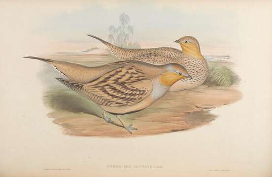 Image of Pterocles Temminck 1815