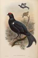 Image of Caucasian Black Grouse