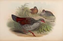 Image of Spurfowl