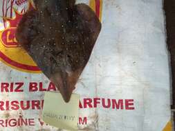 Image of White-spotted guitarfish