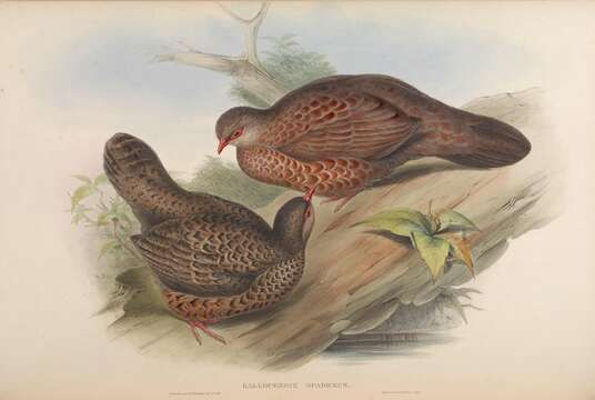 Image of Spurfowl