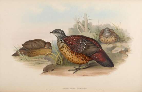 Image of Spurfowl