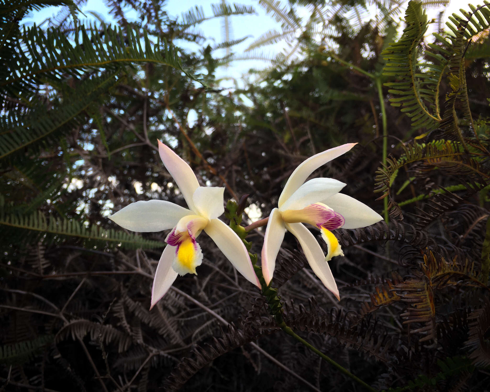 Image of Bromheadia finlaysoniana (Lindl.) Miq.