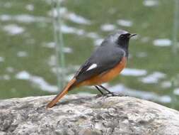 Image of Hodgson's Redstart