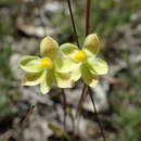 Imagem de Thelymitra flexuosa Endl.