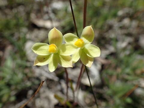 Image de Thelymitra flexuosa Endl.