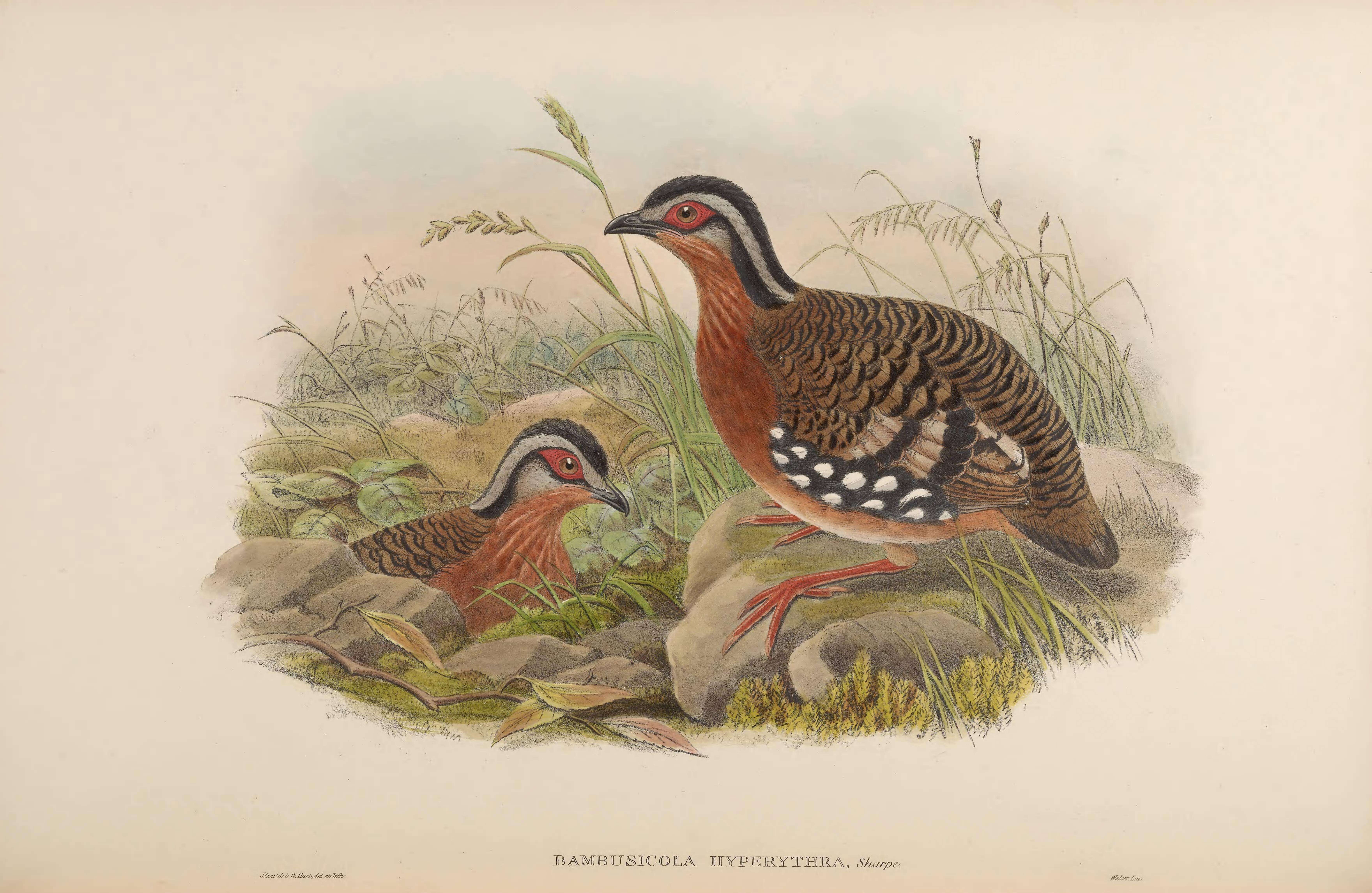 Image of Bornean Partridge