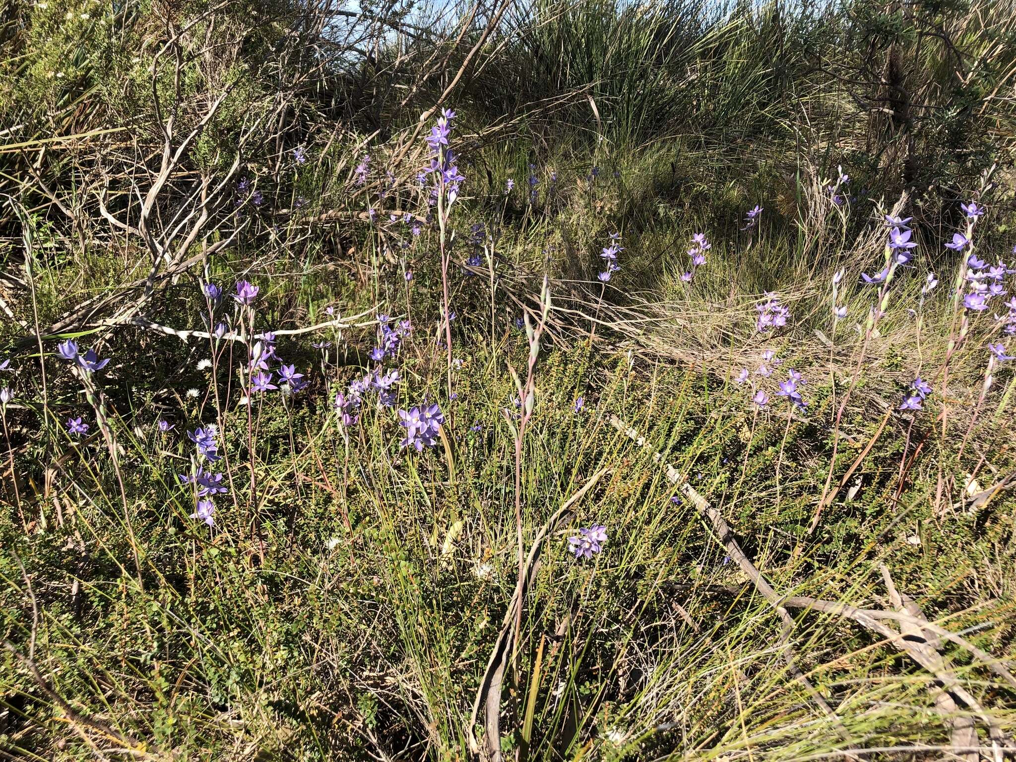 Image of Kath's sun orchid