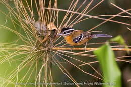 Image of Ferruginous Antbird