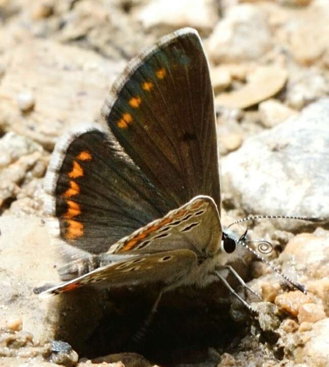 Image of Aricia montensis Verity 1928