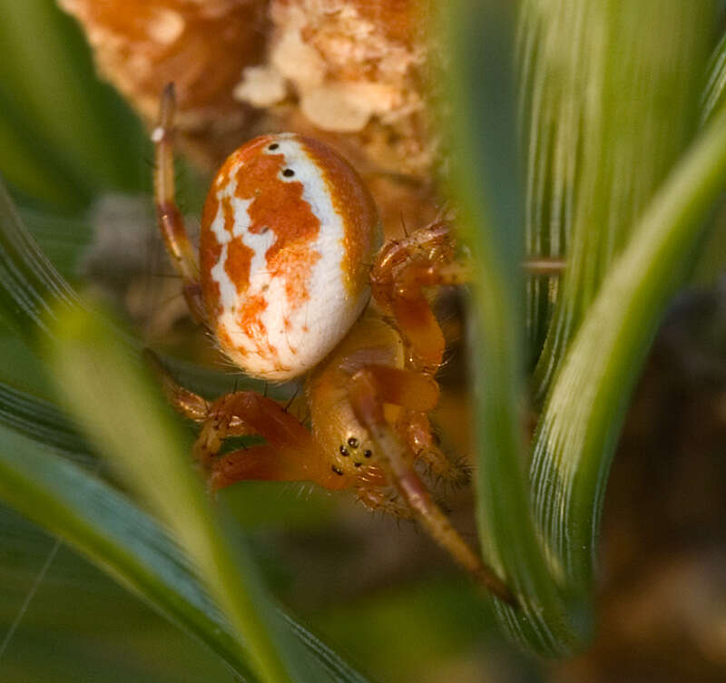 Image of Six-spotted Yellow Orbweaver