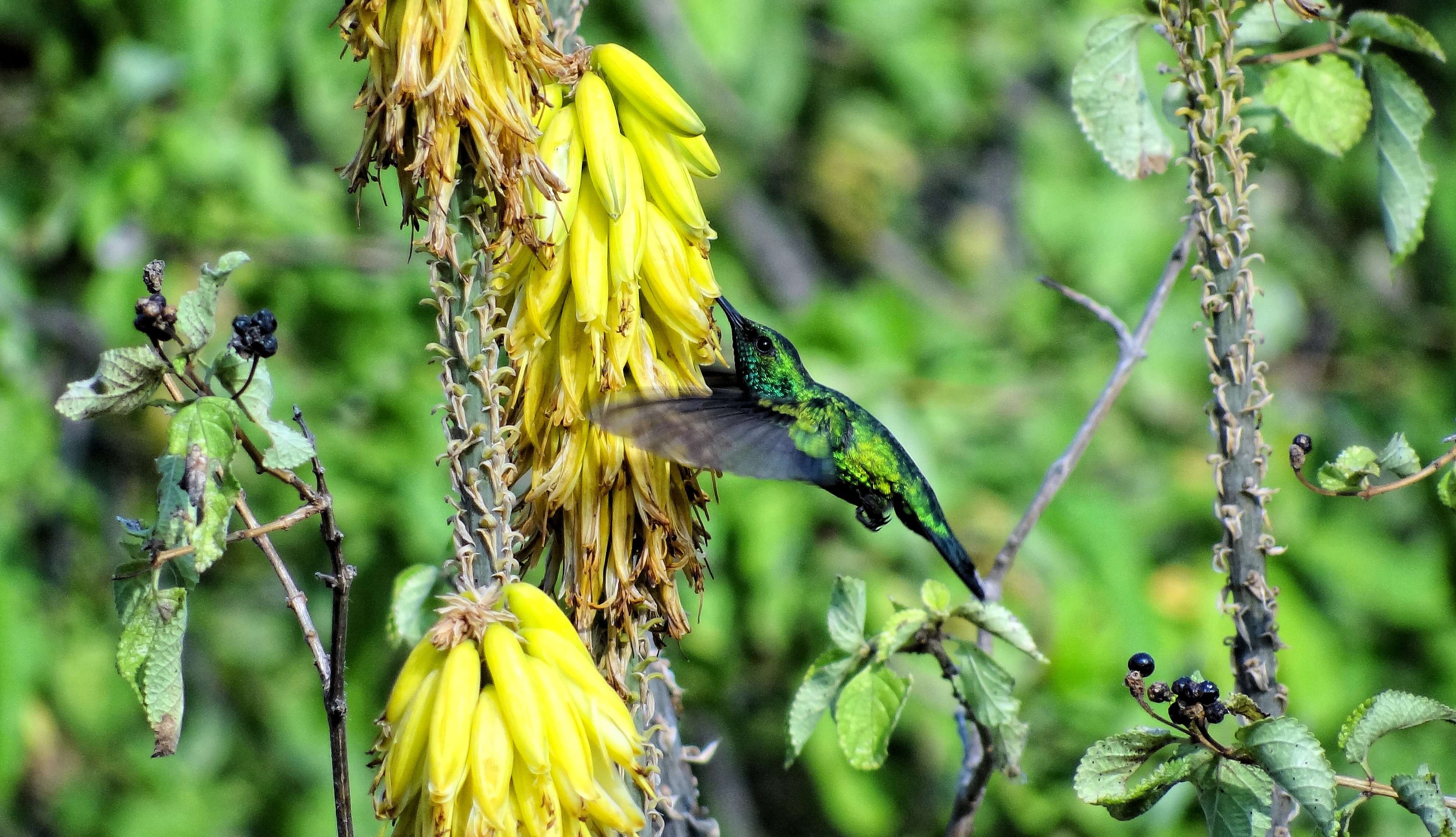 Chlorostilbon mellisugus (Linnaeus 1758) resmi