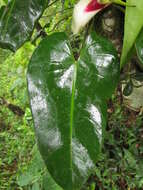 Philodendron meridionale Buturi & Sakur. resmi