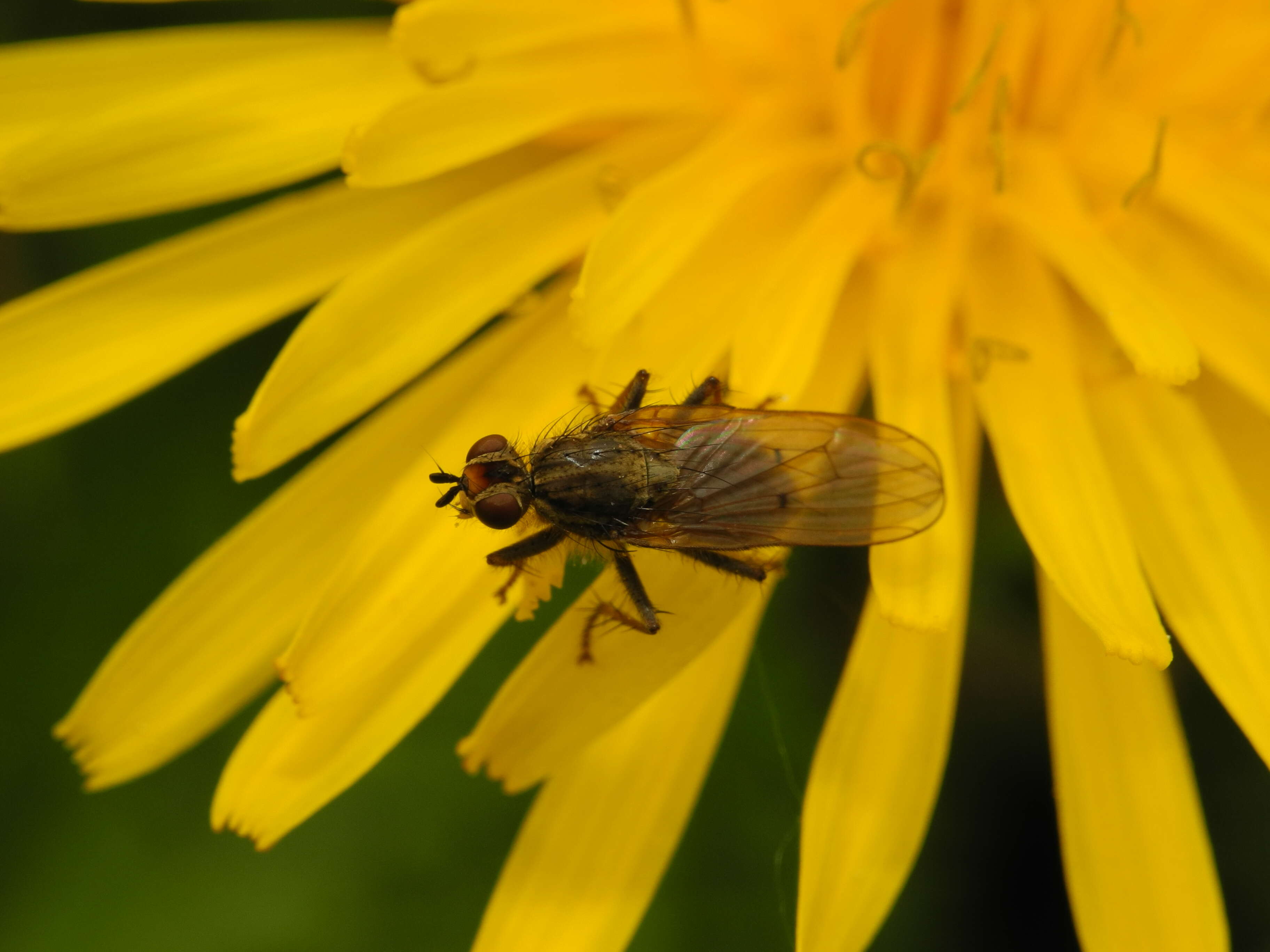 Image of Scathophaga stercoraria (Linnaeus 1758)