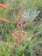 Image of Aloe transvaalensis Kuntze