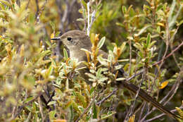 Image of ovenbirds