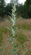 Image of heath cudweed