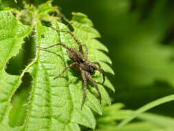 Image of Thinlegged Wolf Spiders