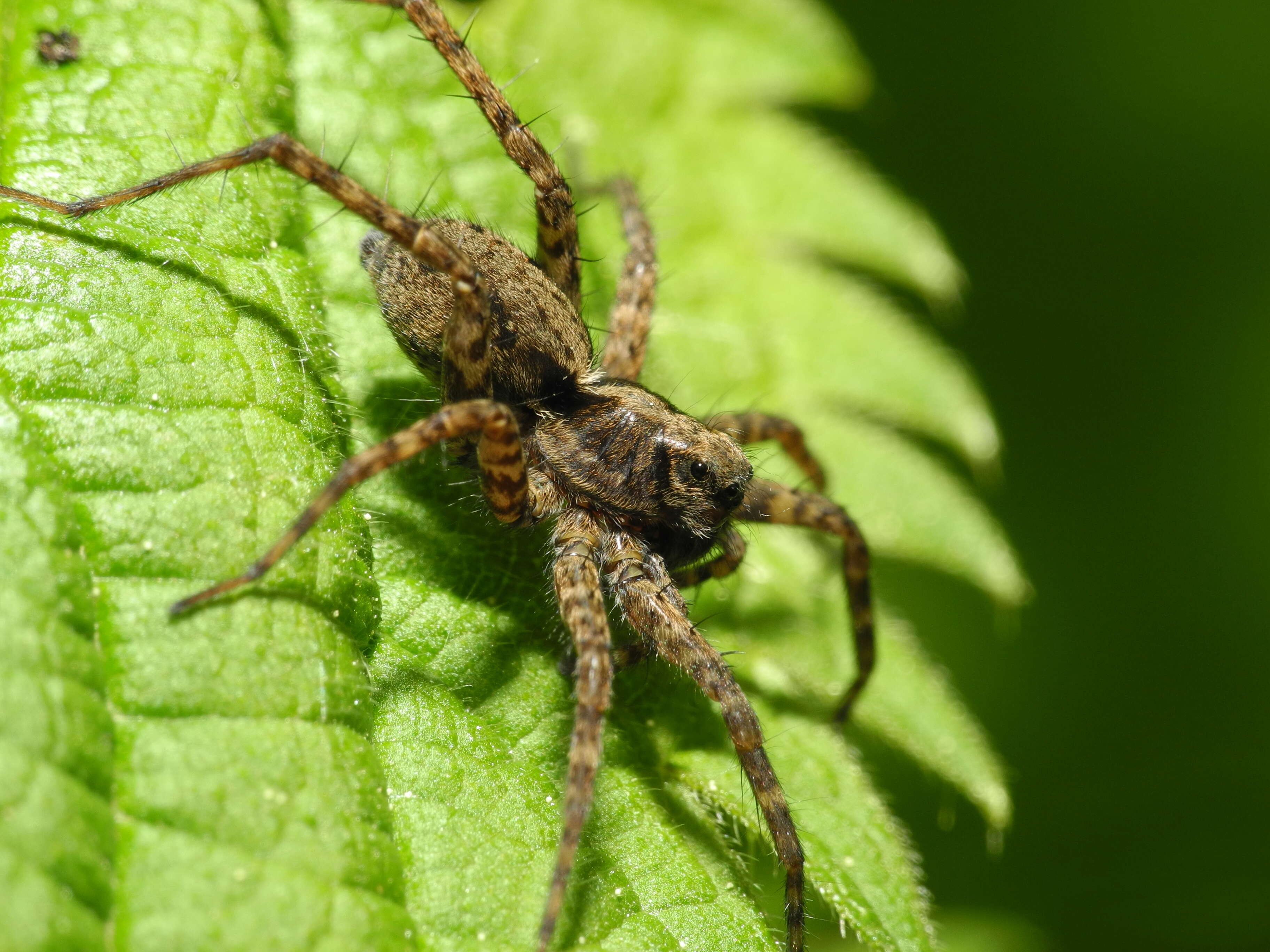 Image of Thinlegged Wolf Spiders