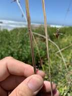 Imagem de Carex clavata Thunb.