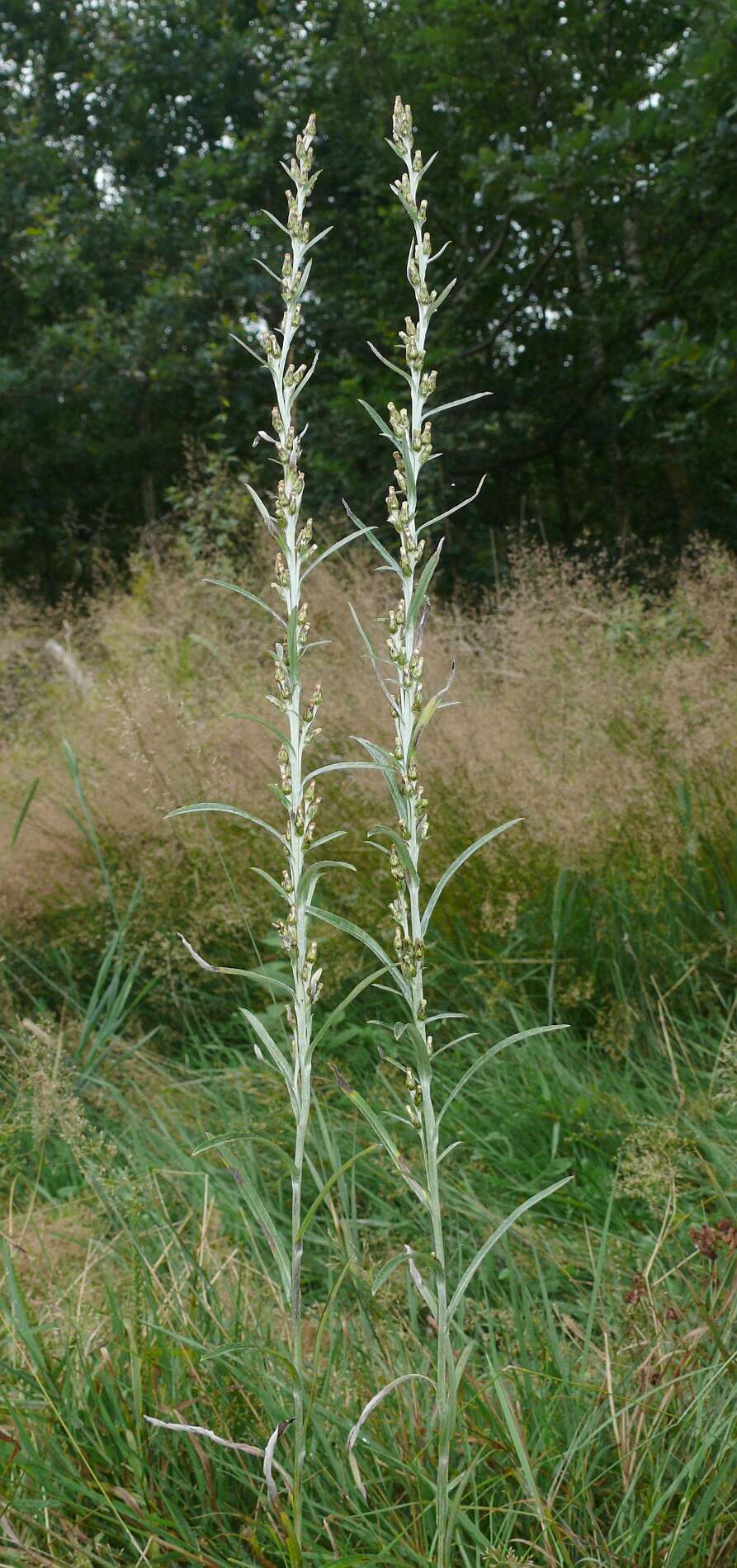 Image of heath cudweed