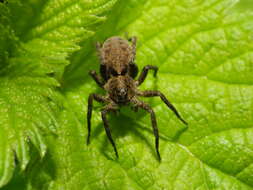 Image of Thinlegged Wolf Spiders