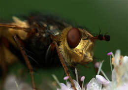 Image of Scathophaga stercoraria (Linnaeus 1758)