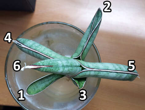 Image of Sansevieria eilensis Chahin.