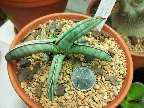 Image of Sansevieria eilensis Chahin.