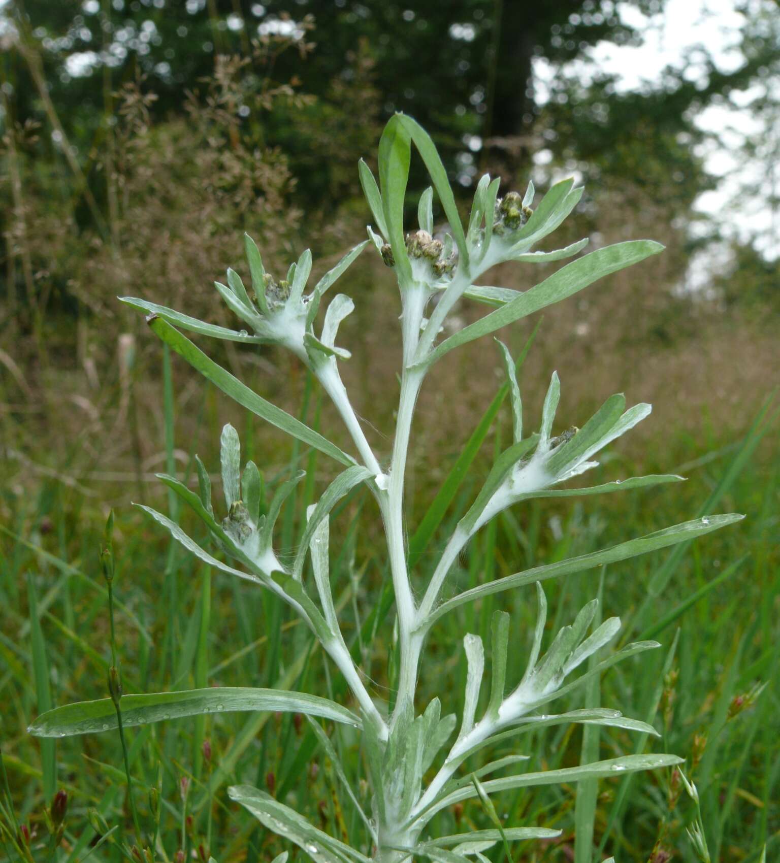 Plancia ëd Gnaphalium uliginosum L.