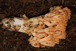 Image of Ramaria celerivirescens Marr & D. E. Stuntz 1974