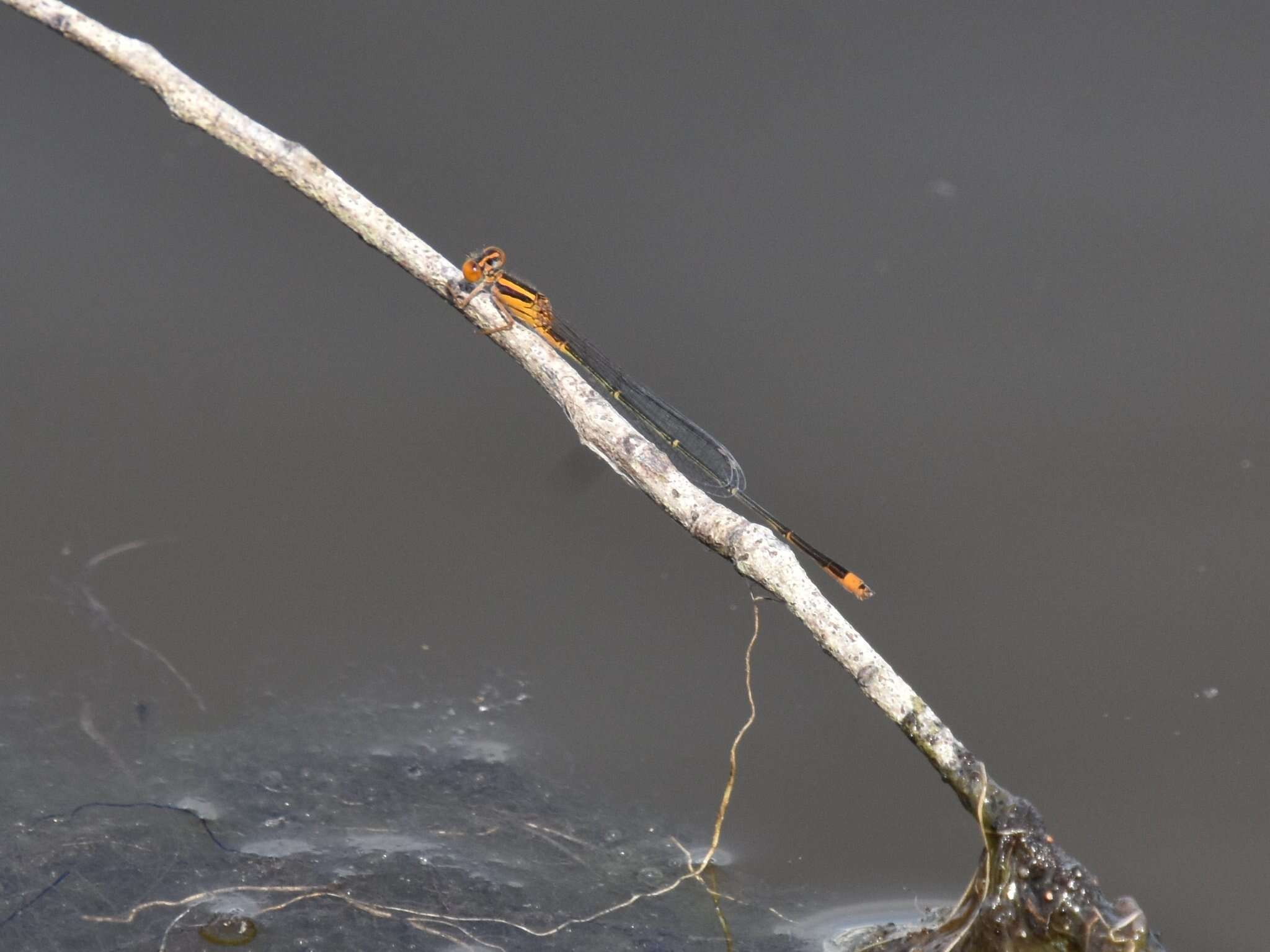 Image of Florida Bluet