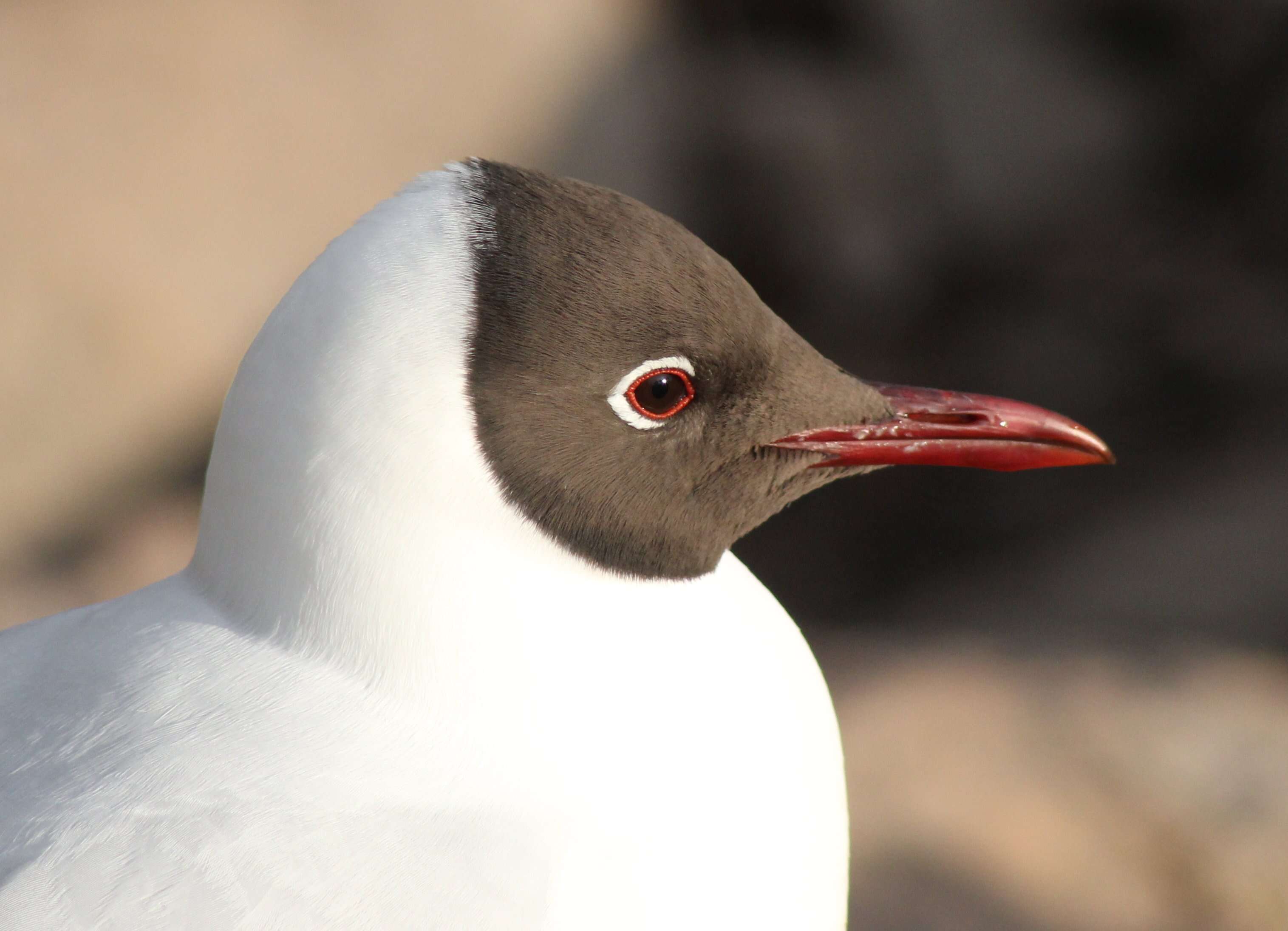 Image of Black-headed Gull