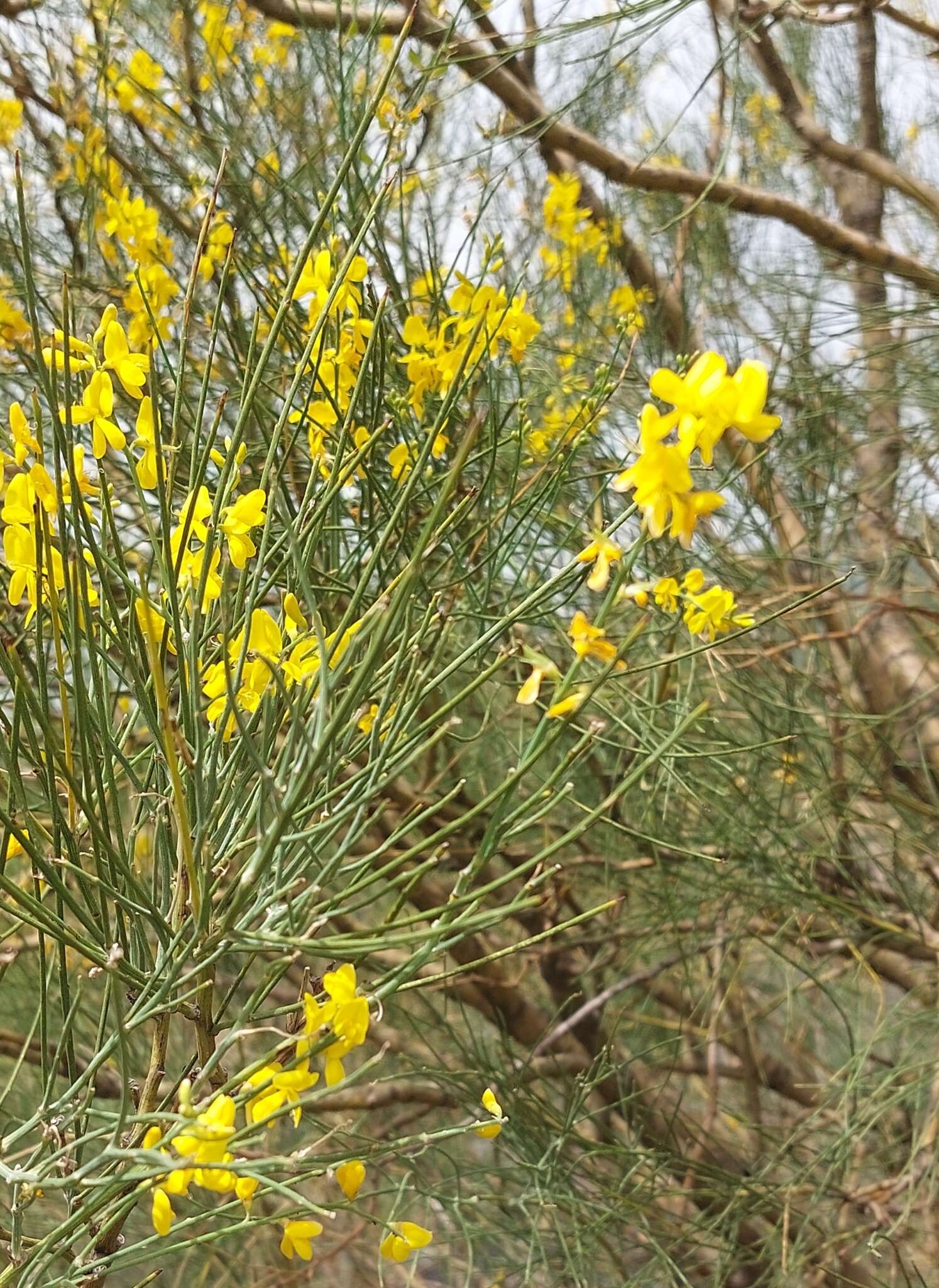 Image of Mt. Etna broom