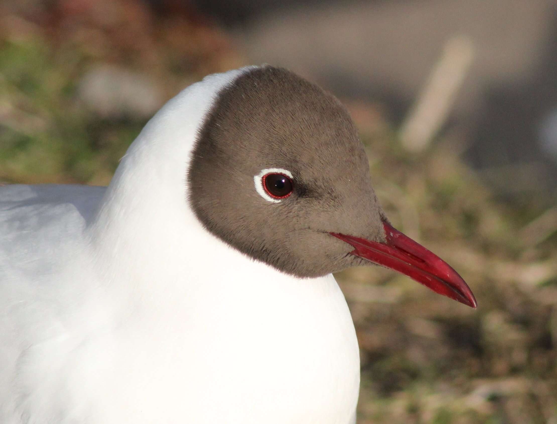 Image of Black-headed Gull