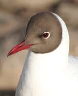 Image of Black-headed Gull