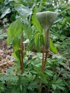 Слика од Arisaema triphyllum (L.) Schott