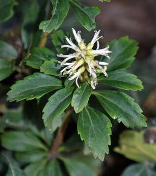 Image of Japanese pachysandra