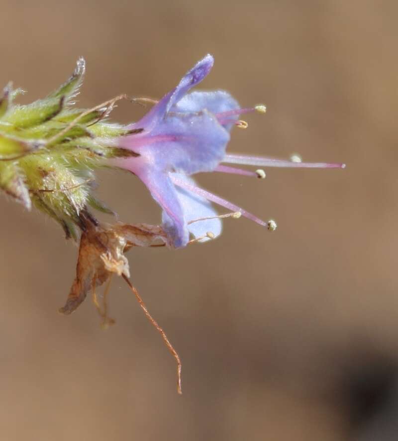 Lobostemon gracilis Levyns resmi