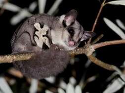 Image of Sugar Glider