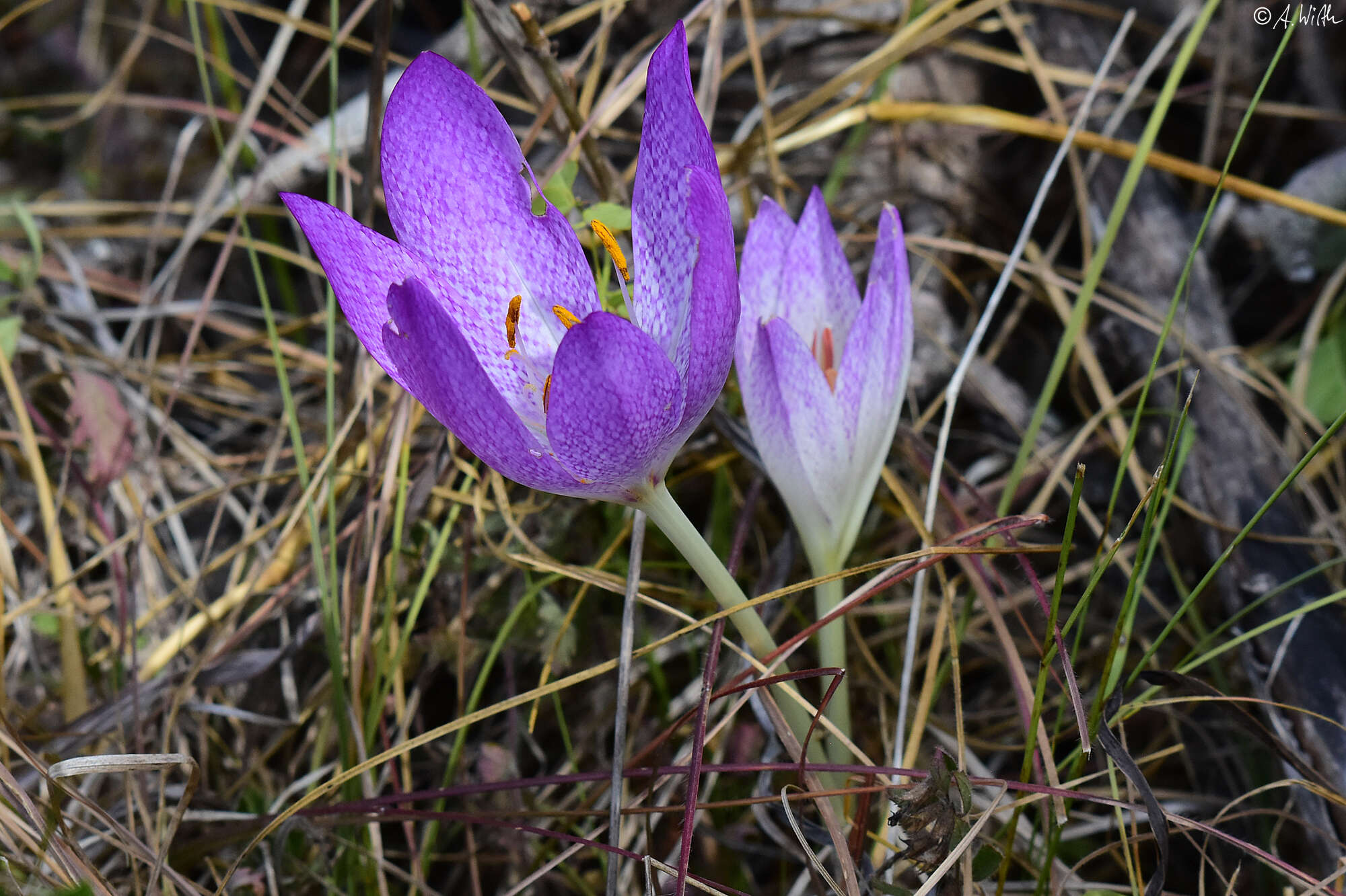 Image of Colchicum bivonae Guss.